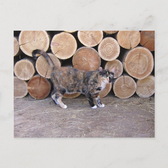 Katze und Holzpflücke Postkarte (Vorderseite)