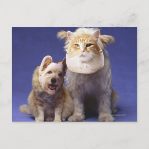 Katze und Hund mit Masken Postkarte
