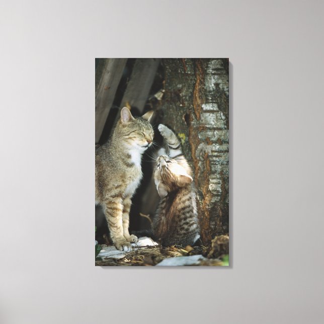 Katze und Kitten von Bäumen Leinwanddruck (Vorderseite)