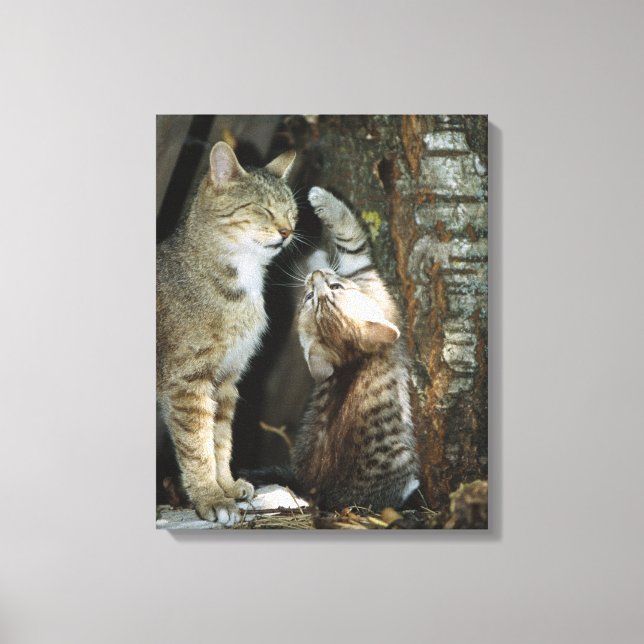 Katze und Kitten von Bäumen Leinwanddruck (Vorderseite)