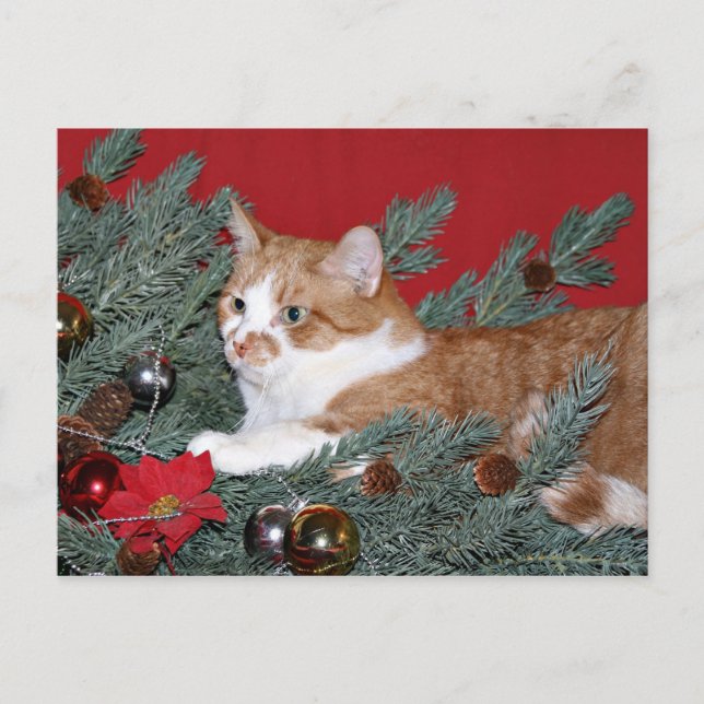 Katze und Weihnachtsbaum Feiertagspostkarte (Vorderseite)