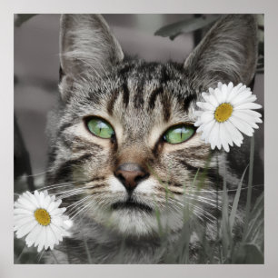 Katze unter dem Gänseblümchen-Plakat-Druck Poster