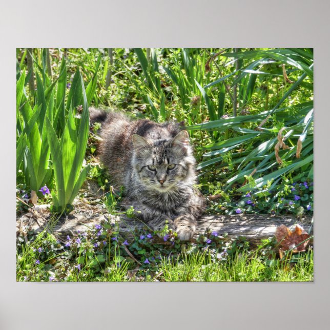 Katze während der Sonnenfinsternis Poster (Vorne)