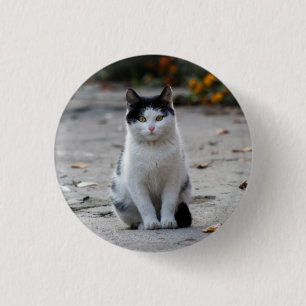 Katze, weiß, Haustier Button