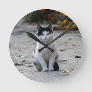 Katze, weiß, Haustier Runde Wanduhr