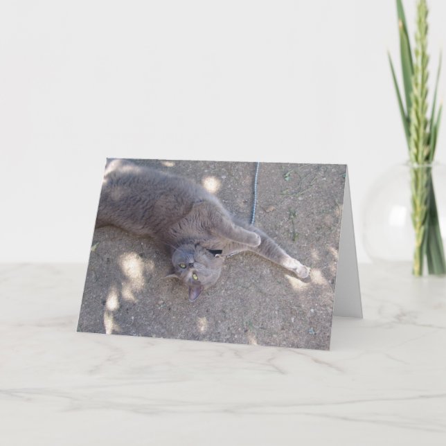 Katze will Geburtstagskuchen! Karte (Vorderseite)