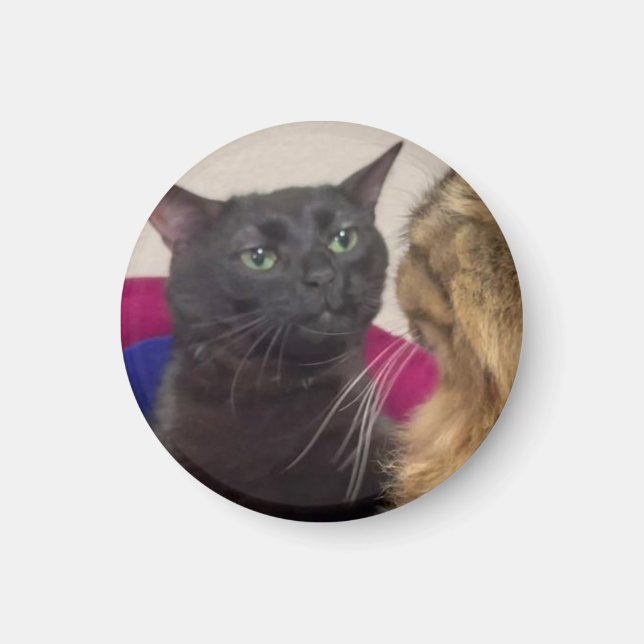 Katze-Zonen-out-Meme Magnet (Vorne)