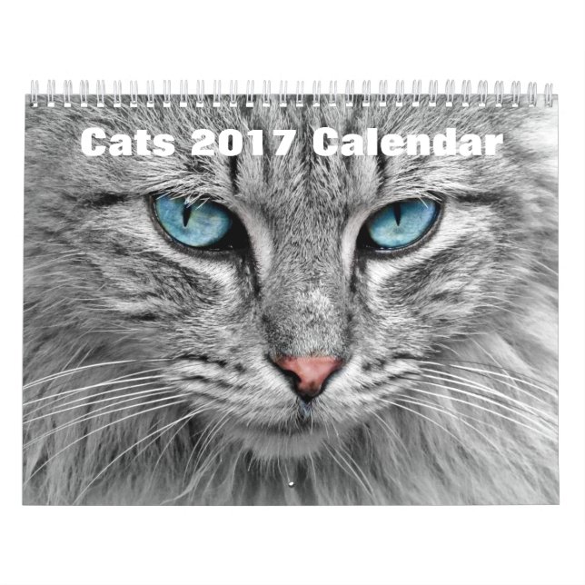 Katzen 2017 kalender (Titelbild)