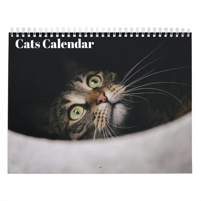 Katzen 2026 Kalender (Titelbild)