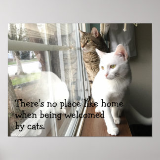 Katzen am Fenster Poster