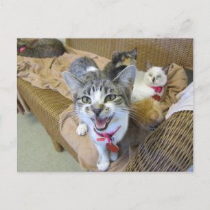 Katzen auf Couch Postkarte