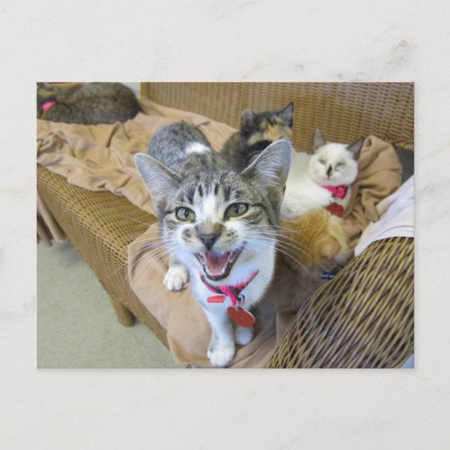 Katzen auf Couch Postkarte (Vorderseite)