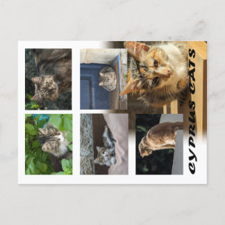 Katzen auf der Postkarte Zyperns