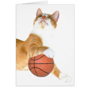 Katzen-Basketball