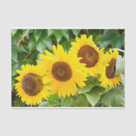 Katzen-Beileid mit Sonnenblumen Seidenpapier