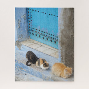 Katzen, Chefchaouen, Marokko