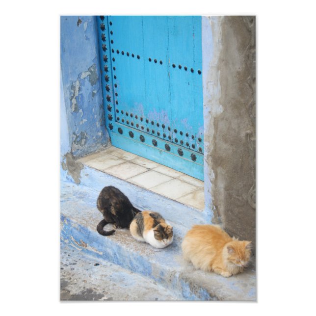 Katzen, Chefchaouen, Marokko Fotodruck (Vorne)