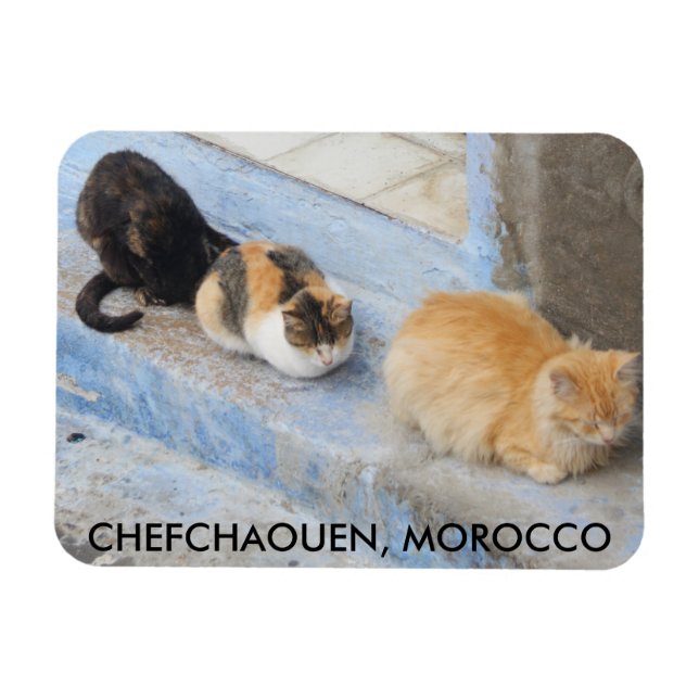 Katzen, Chefchaouen, Marokko Magnet (Horizontal)