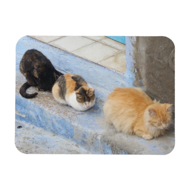 Katzen, Chefchaouen, Marokko Magnet (Horizontal)