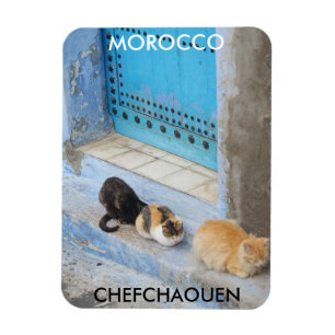 Katzen, Chefchaouen, Marokko Magnet