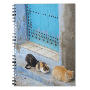 Katzen, Chefchaouen, Marokko Notizblock