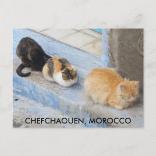 Katzen, Chefchaouen, Marokko Postkarte