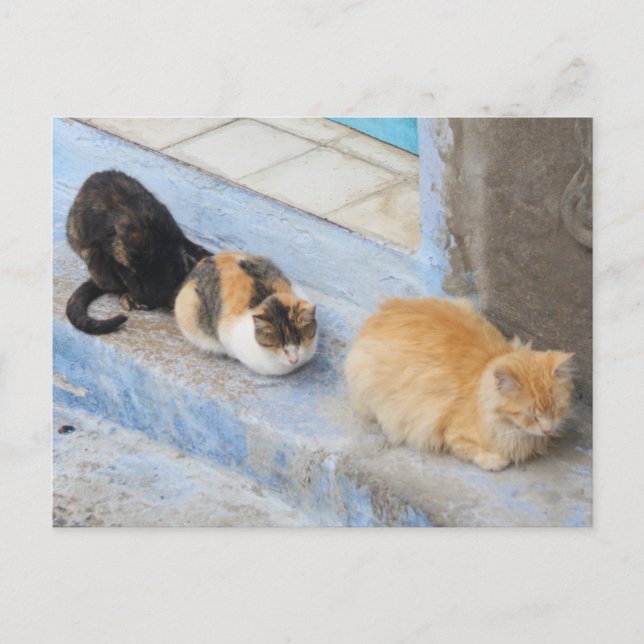 Katzen, Chefchaouen, Marokko Postkarte (Vorderseite)