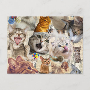 Katzen Collage Postkarte