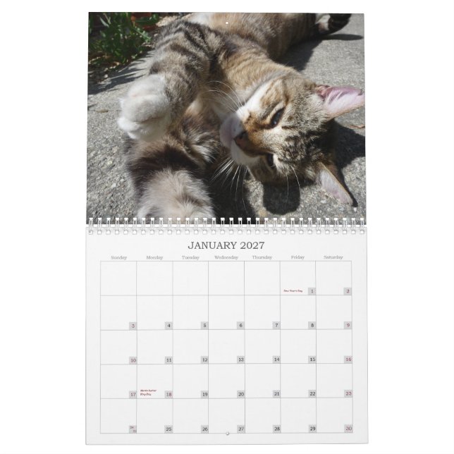 Katzen der Nachbarschaft 2013 Kalender (Jan 2027)