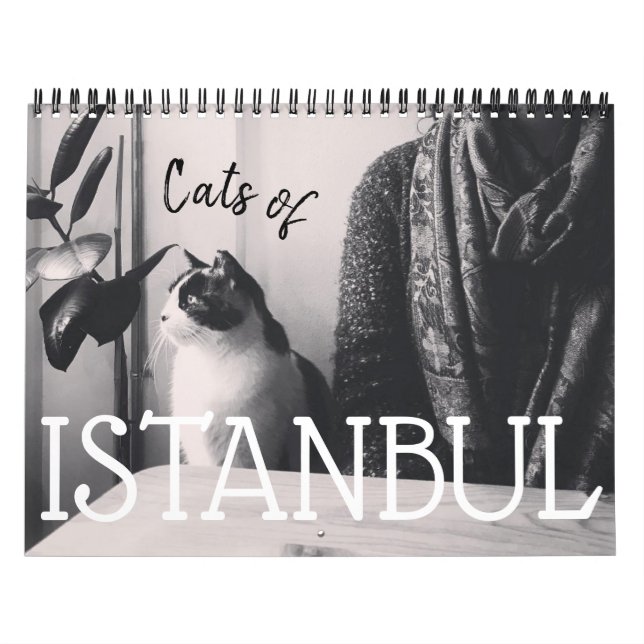 Katzen des ISTANBUL-Kalenders Kalender (Titelbild)