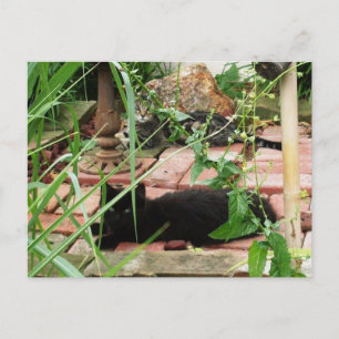 Katzen, die auf Brick Patio Foto liegen Postkarte