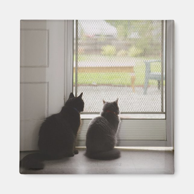 Katzen, die die Tür auf dem Bildschirm aussehen Magnet (Vorne)