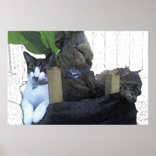 Katzen, die in einem Bananenbaum ruhen Poster