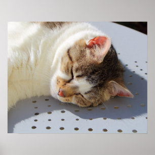 Katzen, die in einem Garten schlafen Poster