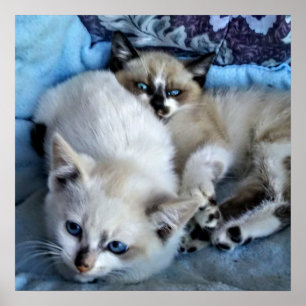 Katzen entspannen poster