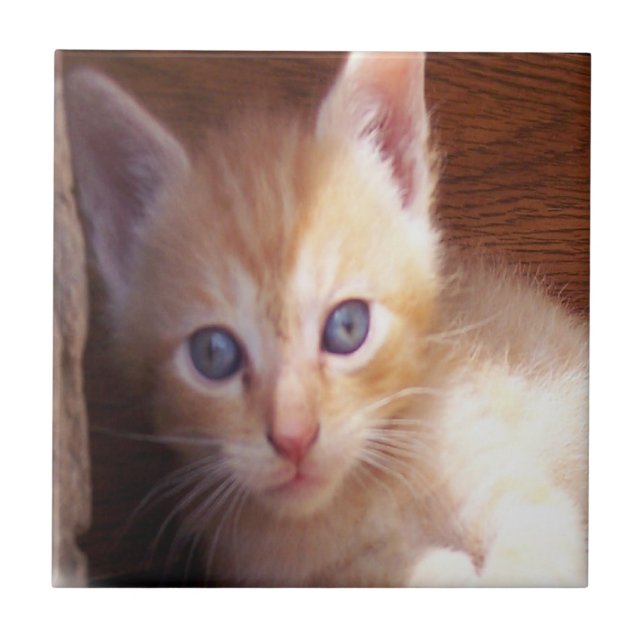 Katzen Fliese (Vorderseite)