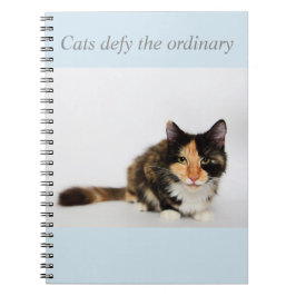 "Katzen fordern das gewöhnliche" Phoebe Notizbuch Notizblock