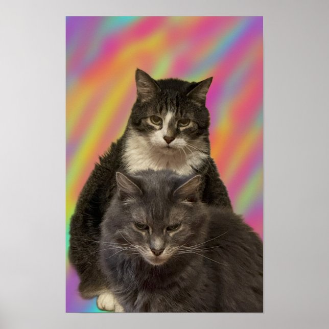 Katzen Foto Poster (Vorne)