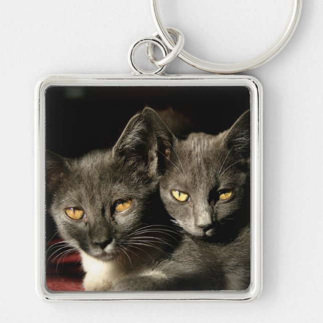 Katzen Foto Schlüsselring Schlüsselanhänger (Vorne)