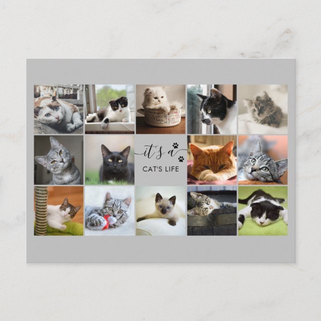 Katzen-FotoCollage mit Paw Prints Postkarte (Vorderseite)