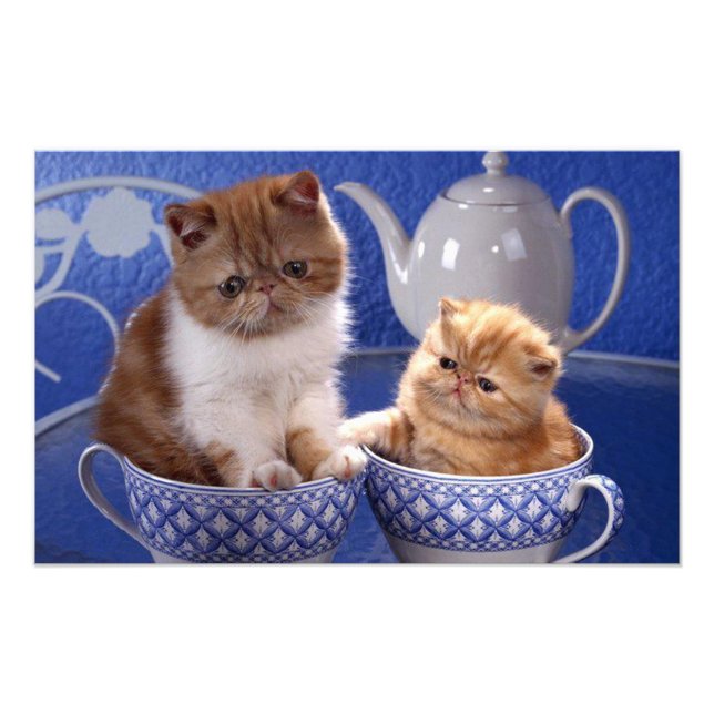 Katzen Fotodruck (Vorne)