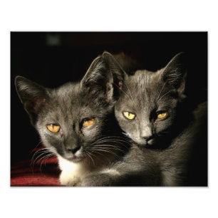 Katzen Fotografie Kodak Berufliches Foto Papier