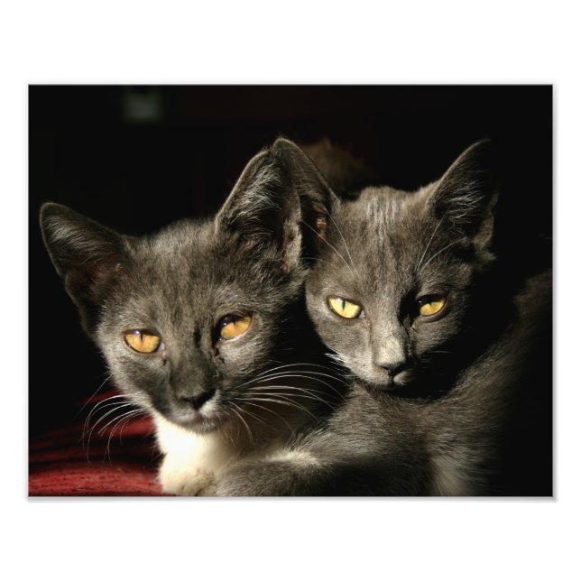 Katzen Fotografie Kodak Berufliches Foto Papier (Vorne)