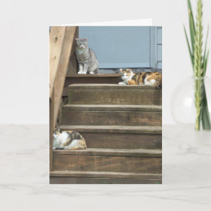 Katzen, Geburtstag Karte