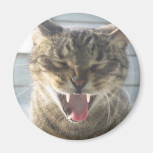 Katzen-Gegähne Magnet