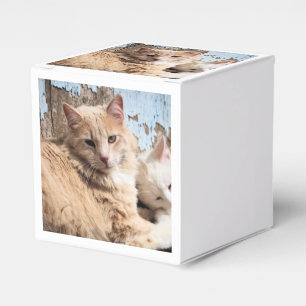 Katzen Geschenkschachtel