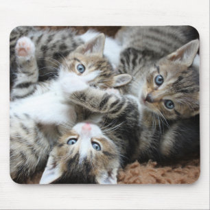 Katzen, Haustiere, Kater Mousepad