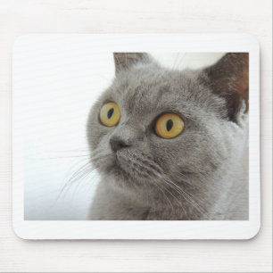 Katzen Haustiere Tierquälerei Frohe Liebe für Fr Mousepad