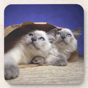 Katzen in der Papiertüte Getränkeuntersetzer