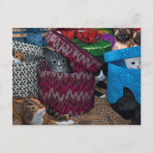 Katzen in Kisten Postkarte